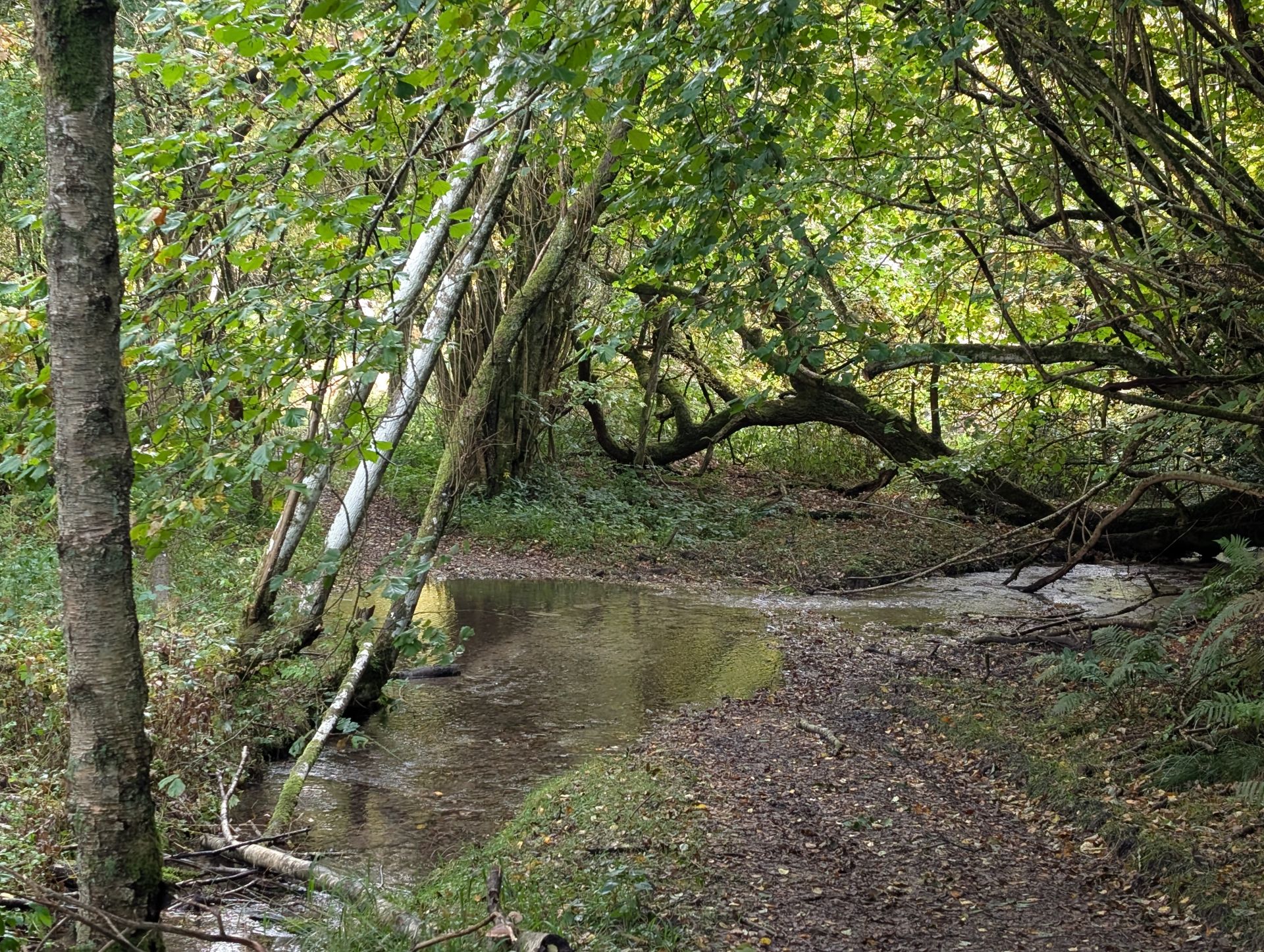stream