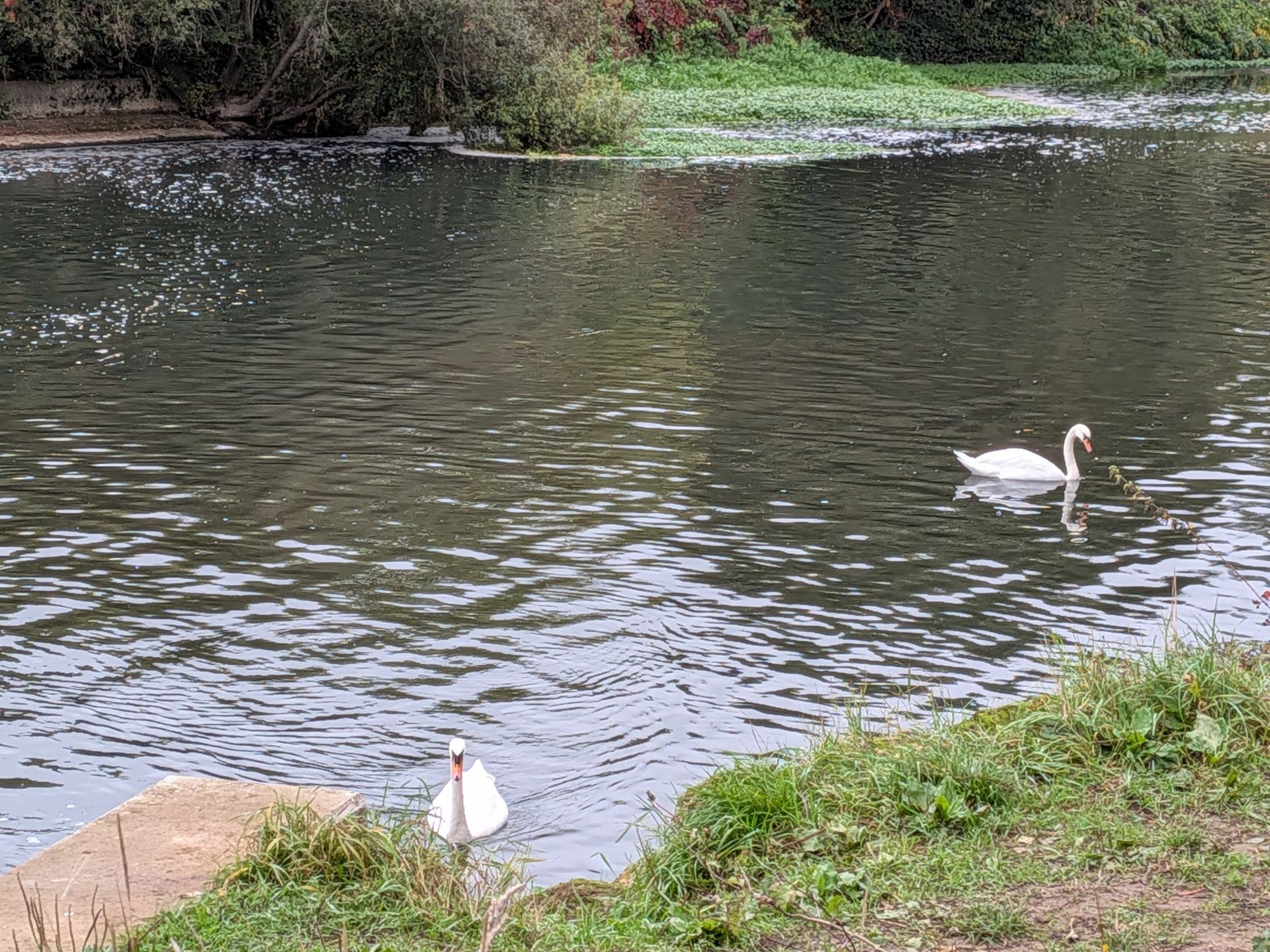 Swans on the Wey