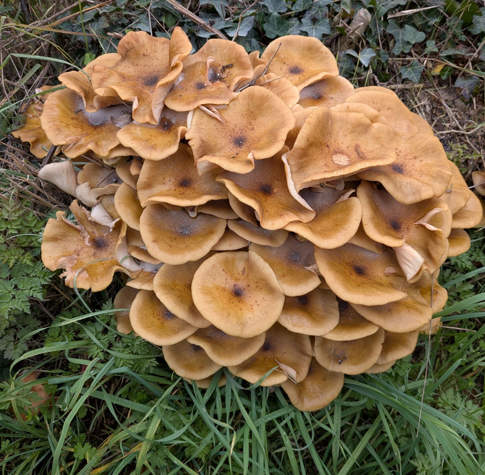 Autumn mushrooms