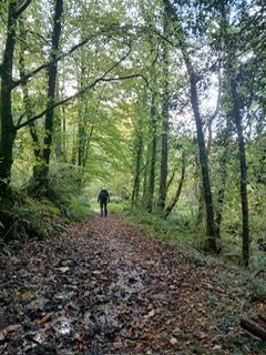 Path in Harcombe Hill Woods