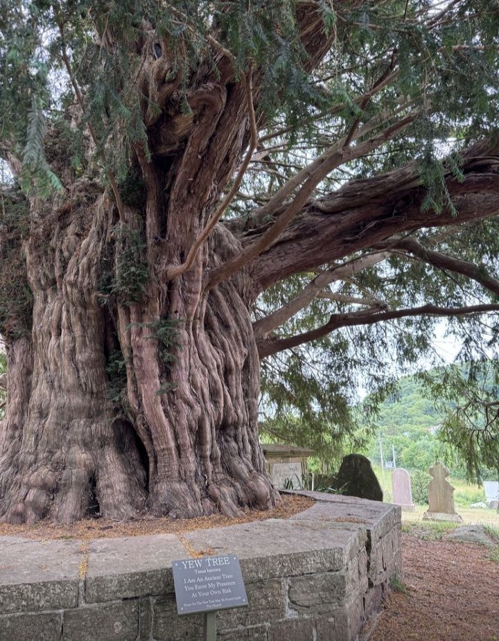 Yew Tree