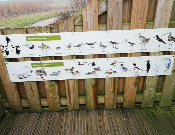 Birds ID boards