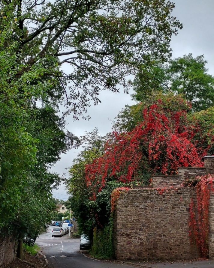 Road view full of Autumn colour