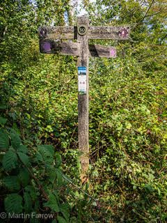 fingerpost in woodland
