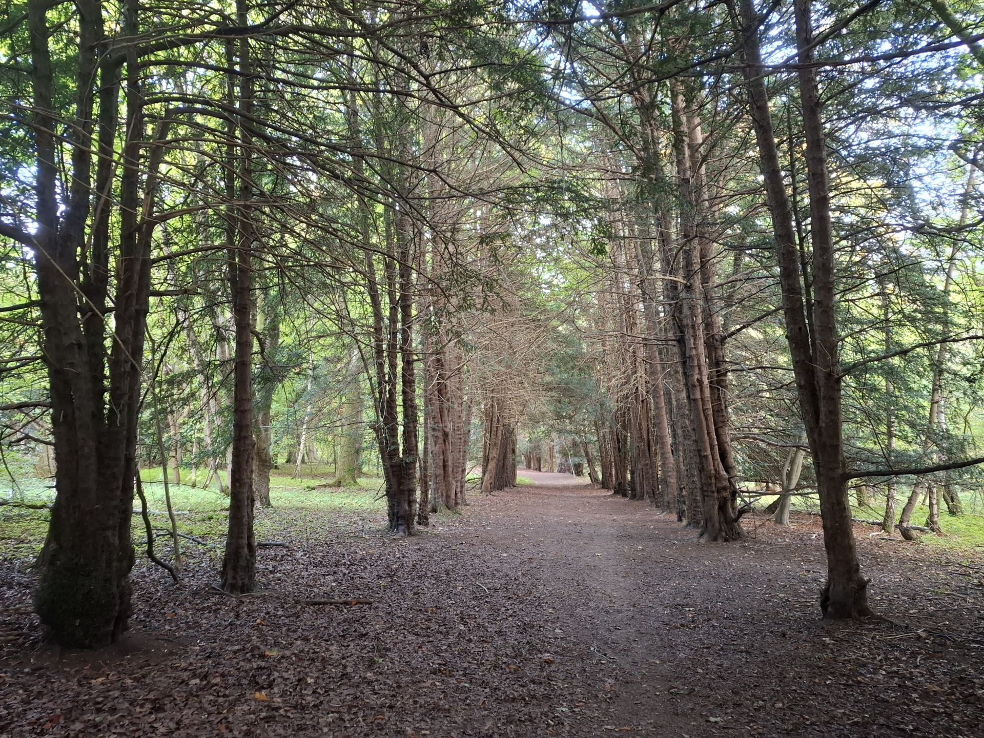 Yew tree avenue