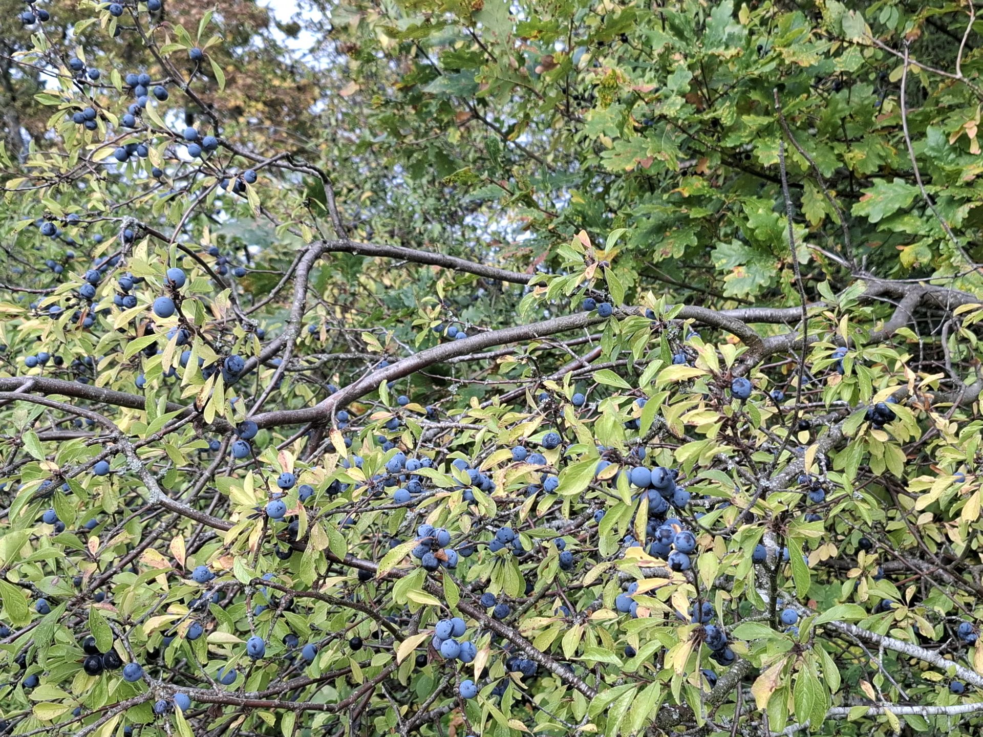 Autumn sloes