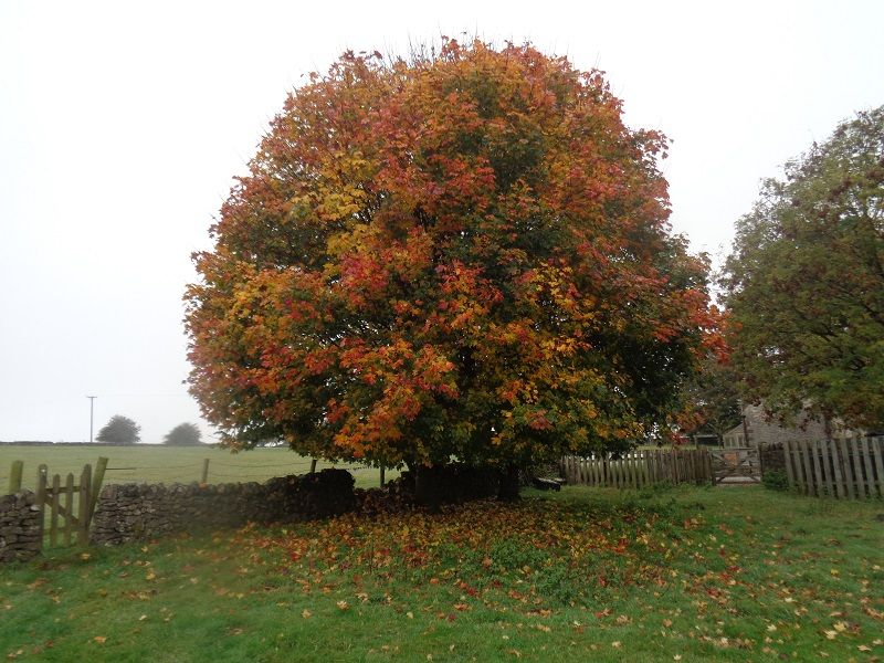 Autumnal splendour