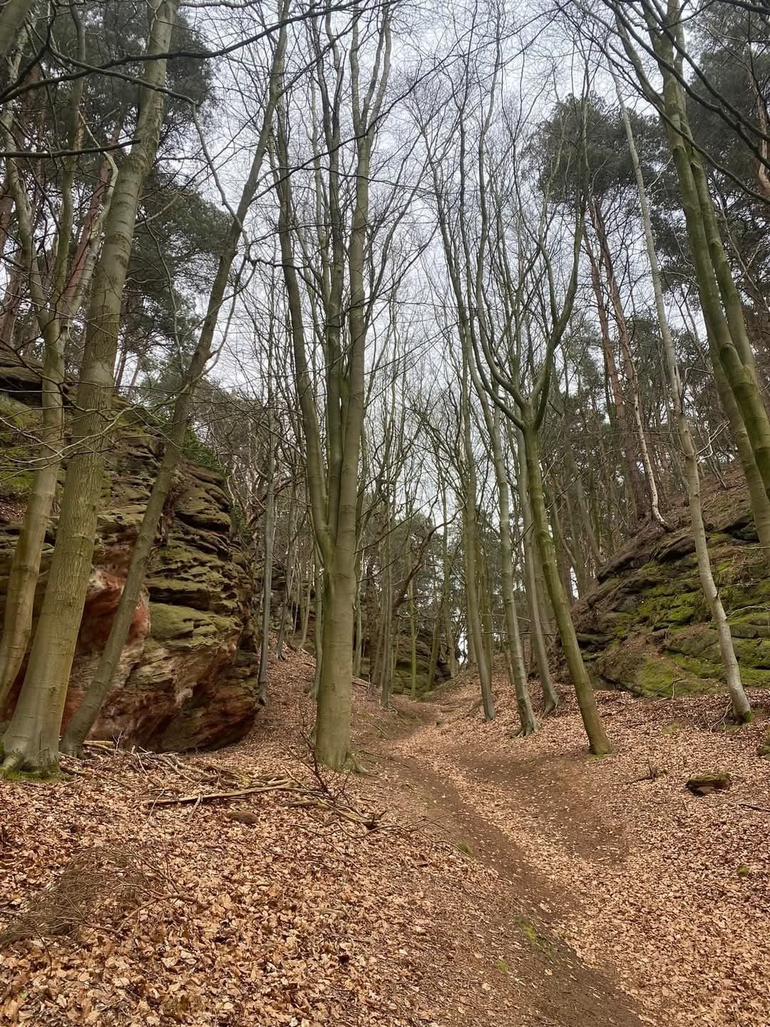 trees