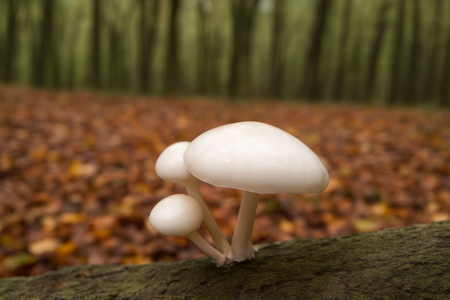 Fungus at Welshbury camp