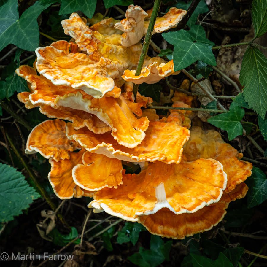 colourful fungi