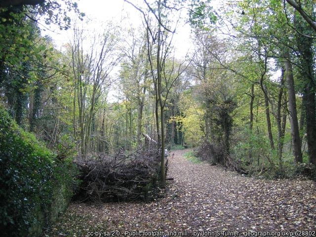 Footpath through Hawarden Park woods howing the ground carpeted with fallen leaves