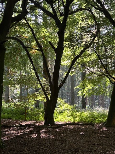 Trees