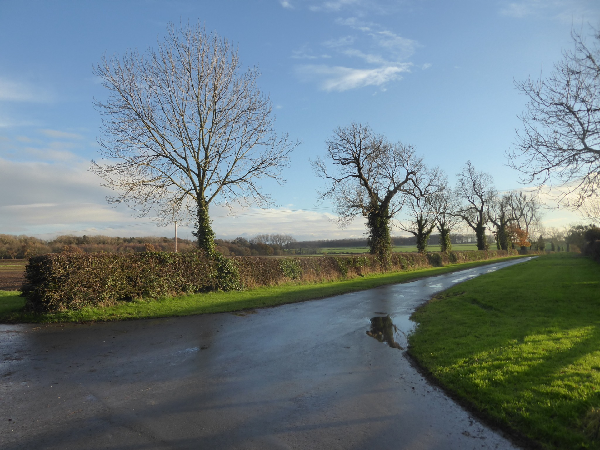 Bare trees alongside a country lane