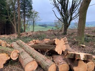 Logged Trees