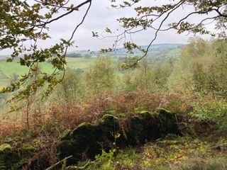 Country scene
