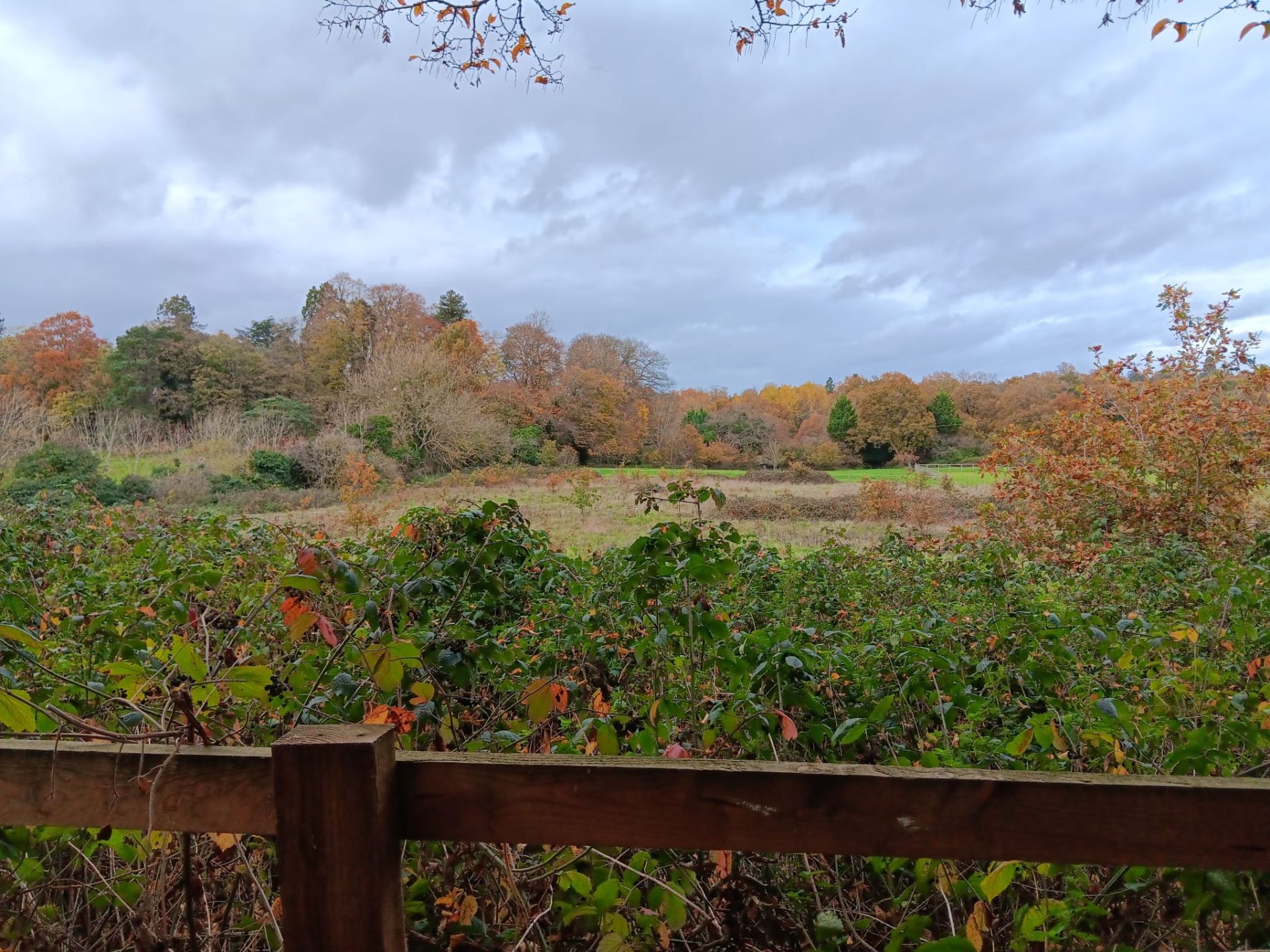 Knowle Hill Park © Sylvia C 2025