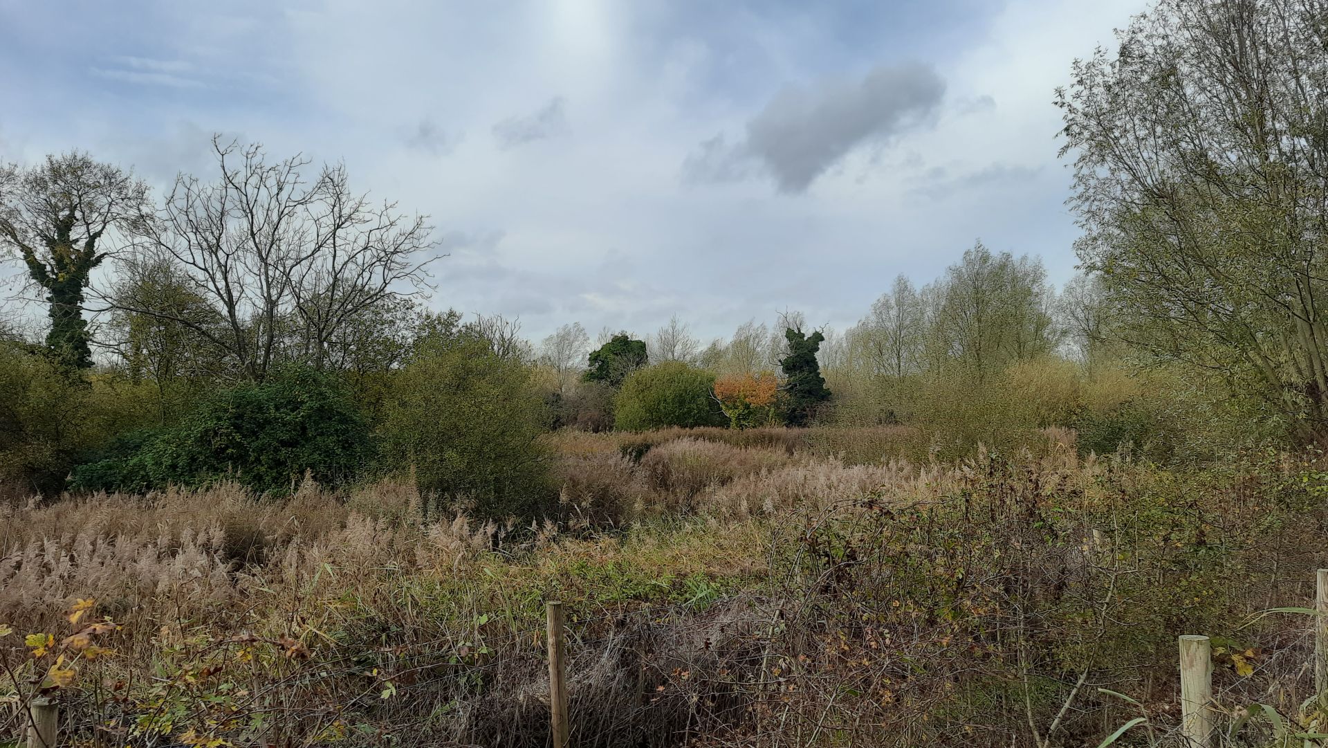 A reedbed nature reserve