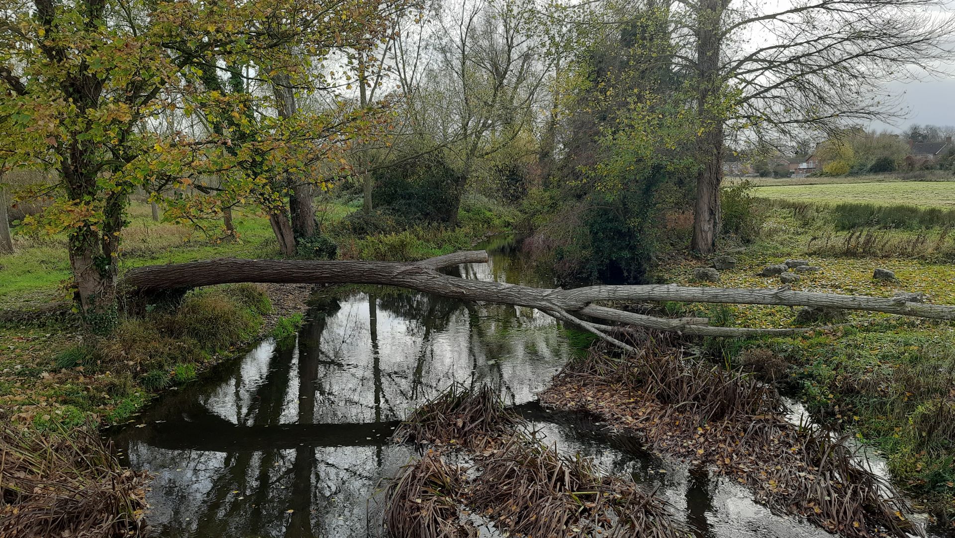 A fallen tree over the River Oughton