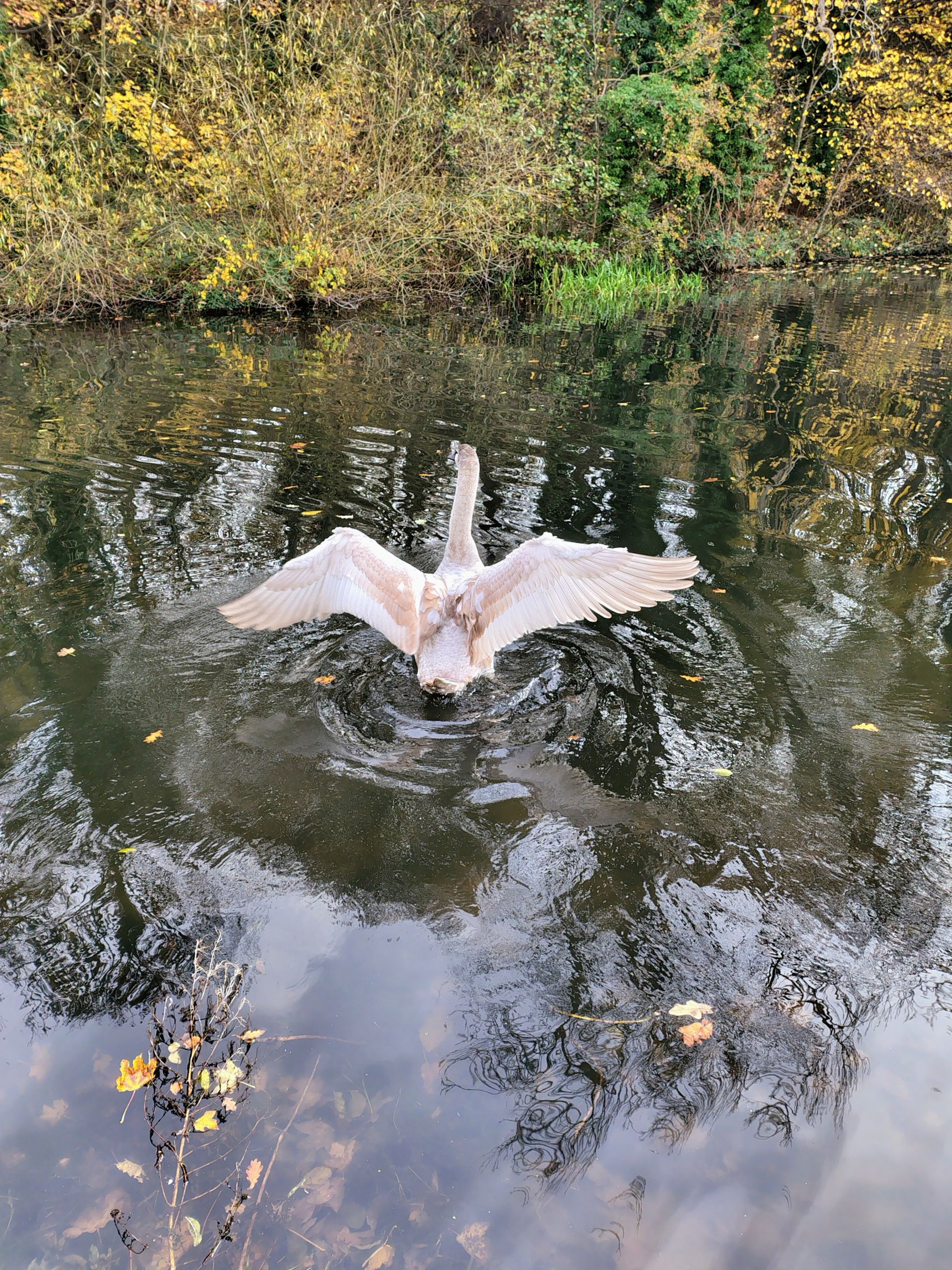 Young swan taking off on canal