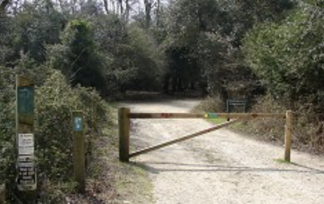 Fritham Inclosure
