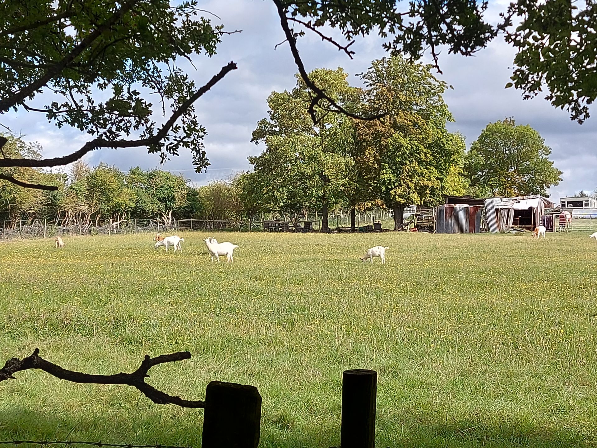Field with goats