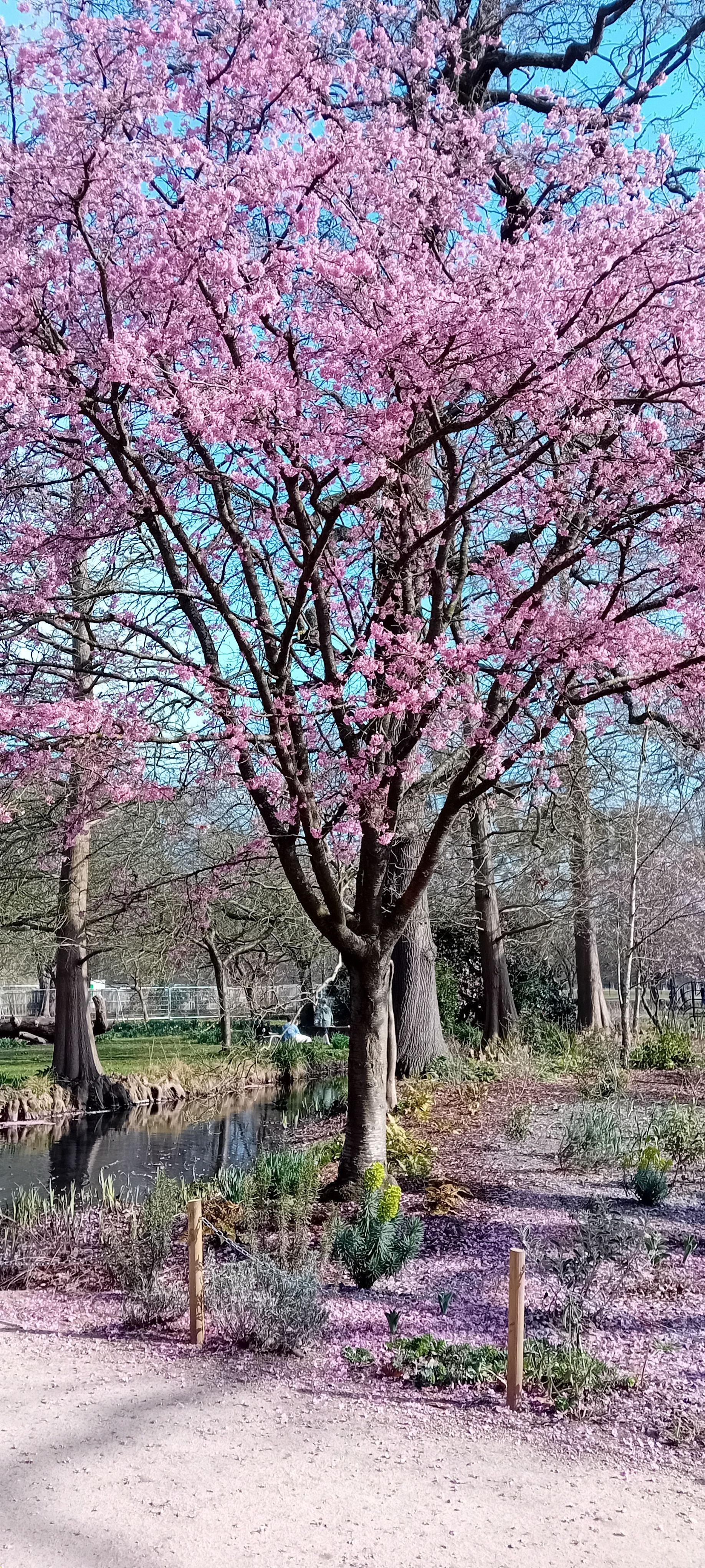Tree and blossom