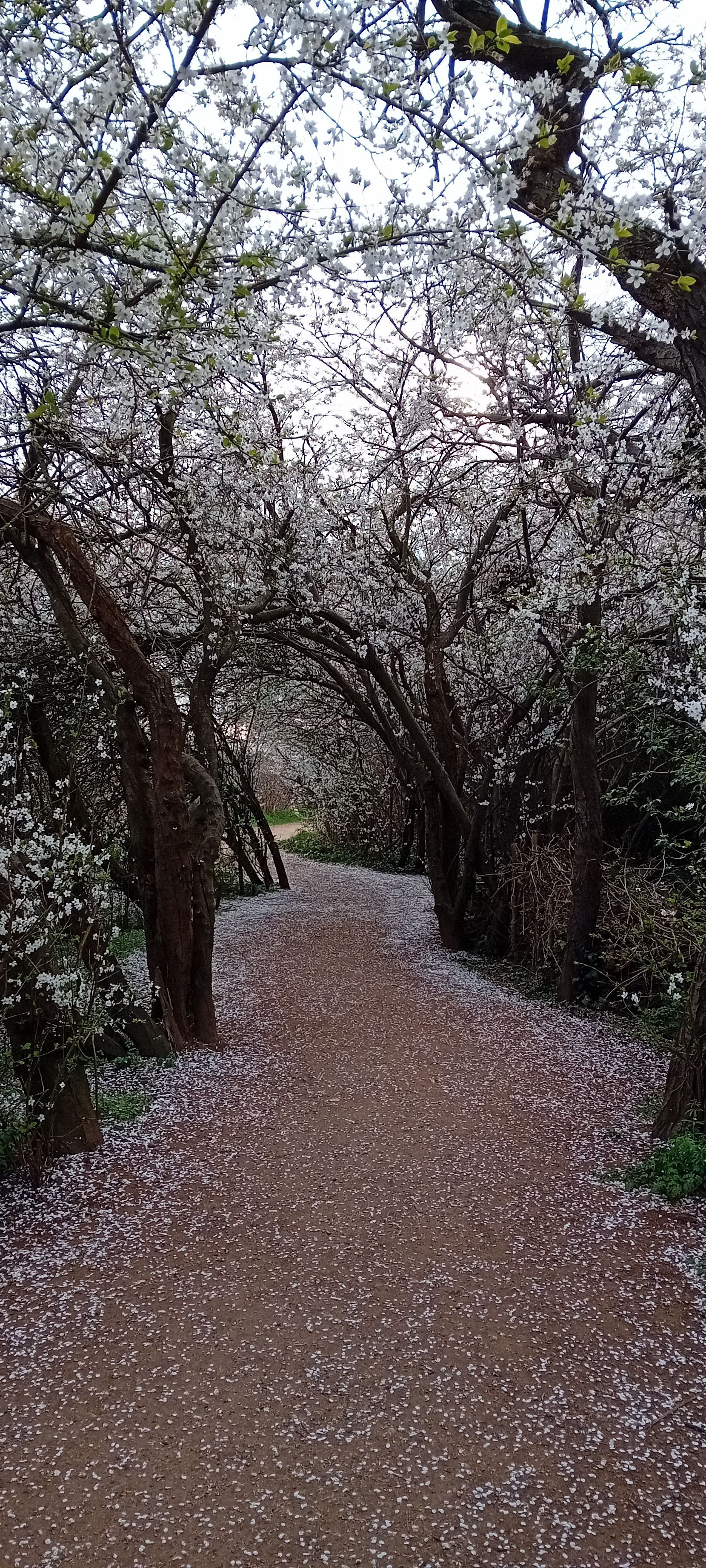 Path through blossom trees