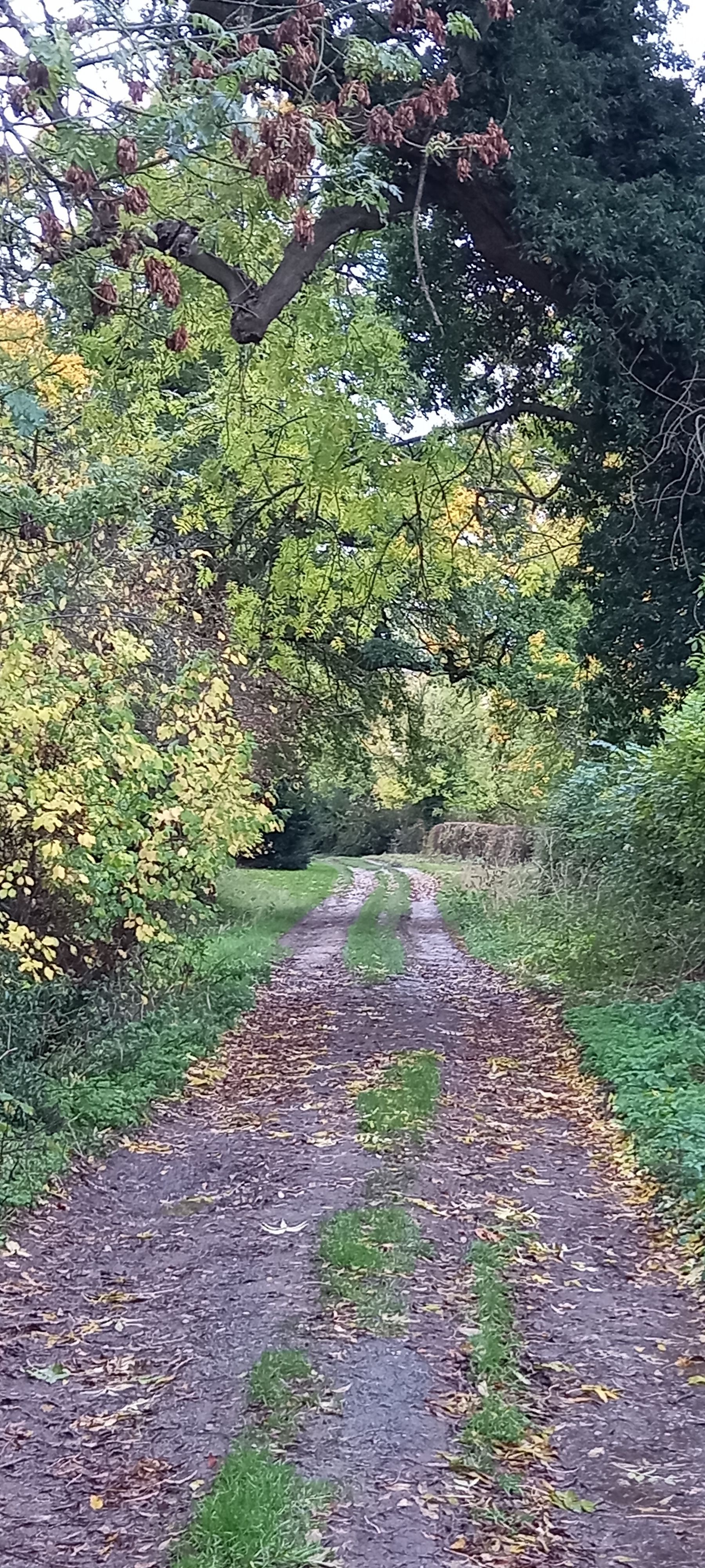 Bridlepath leaving Bishop Wilton