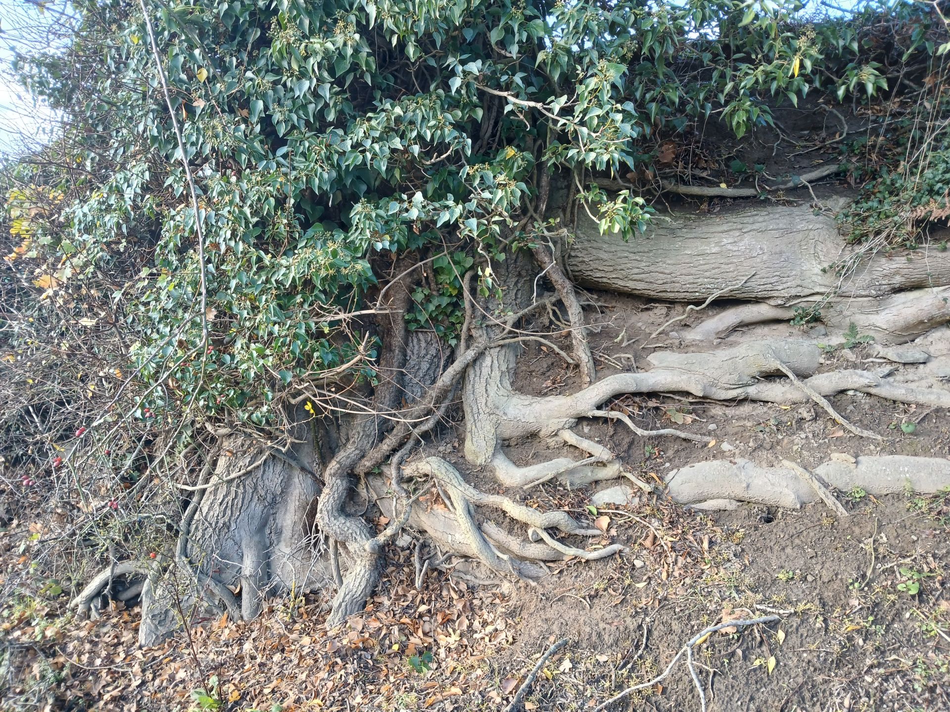Tree roots en route