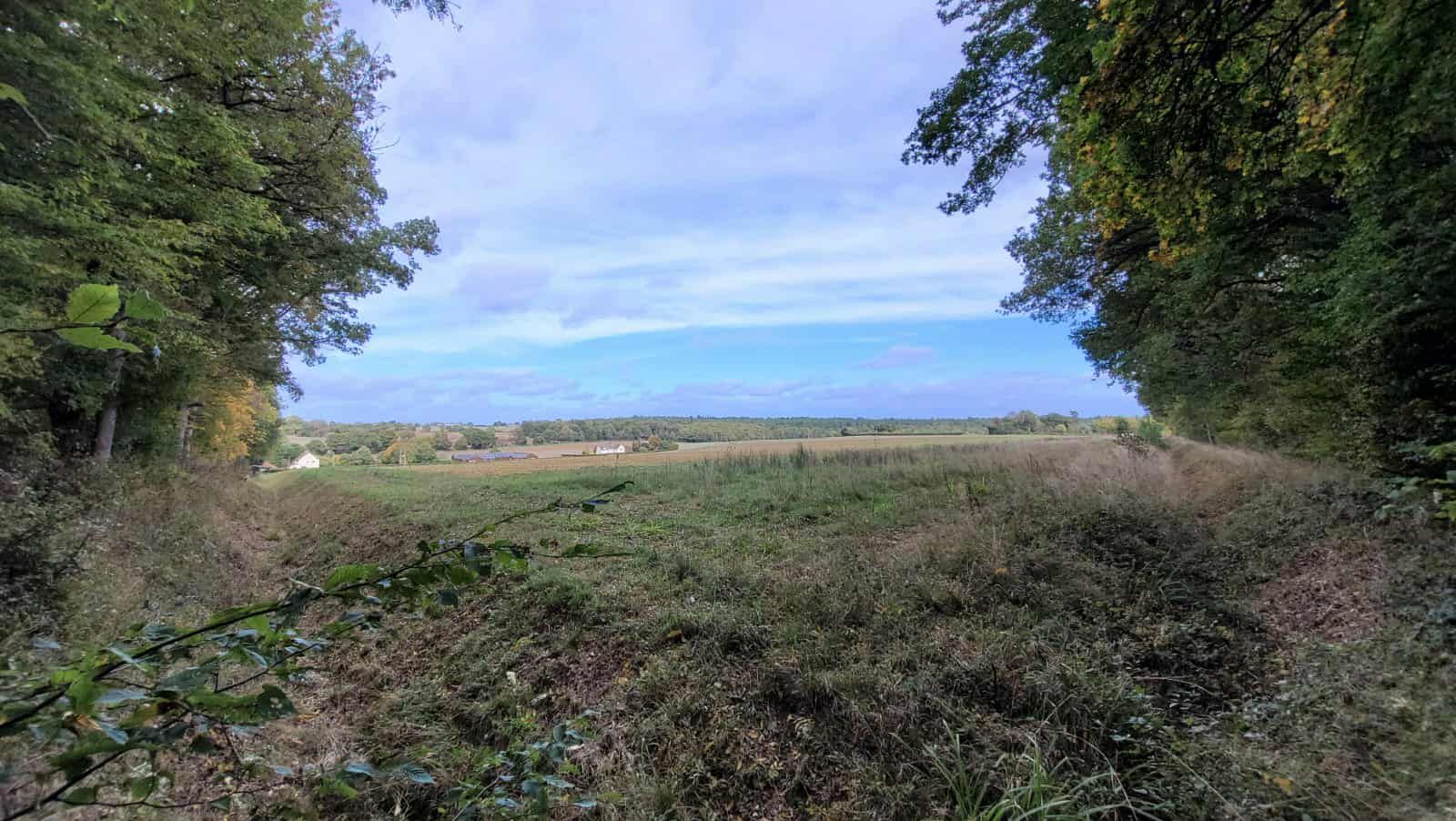 A view between some trees