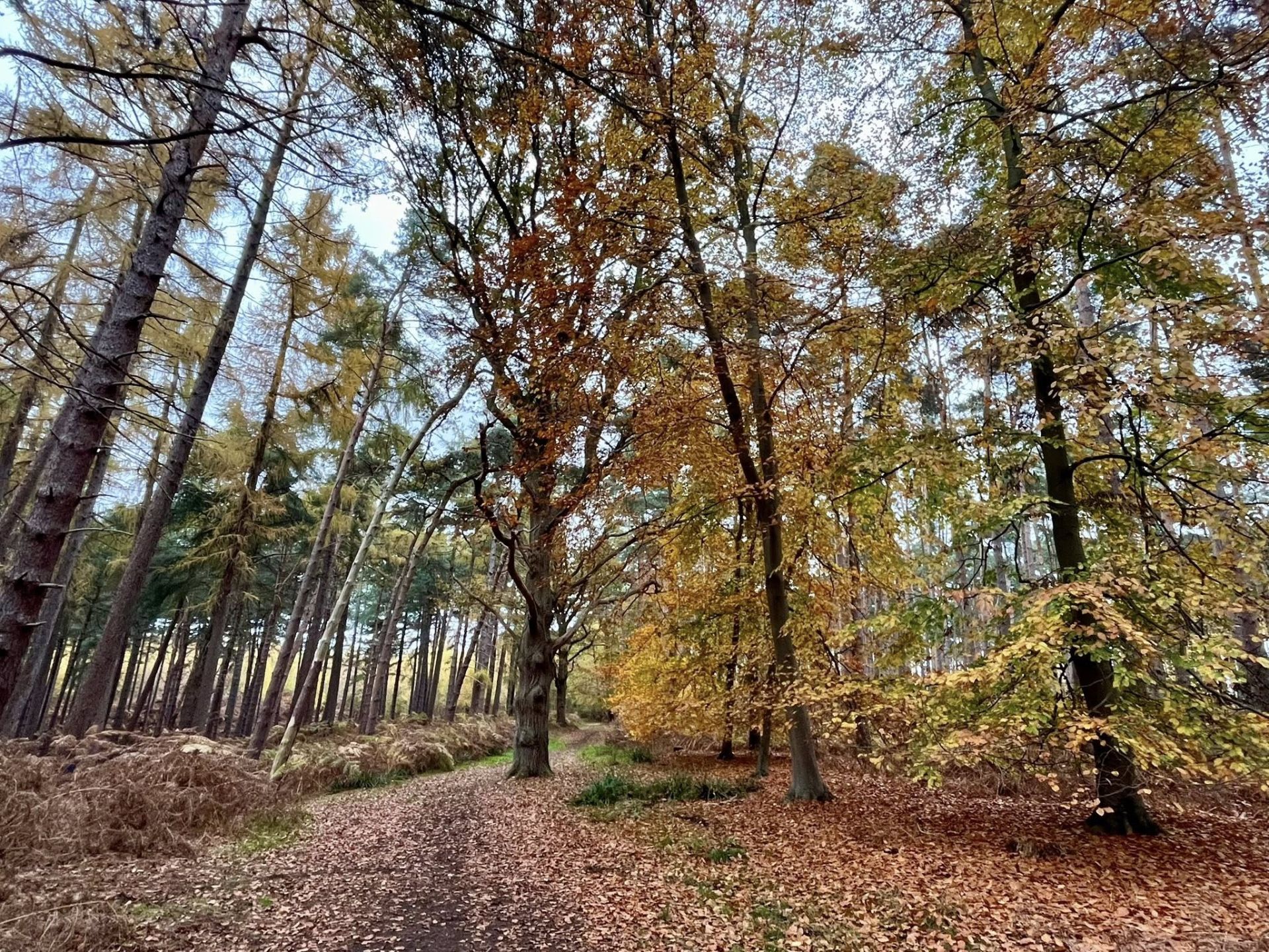 Woodland and Autumn leaves