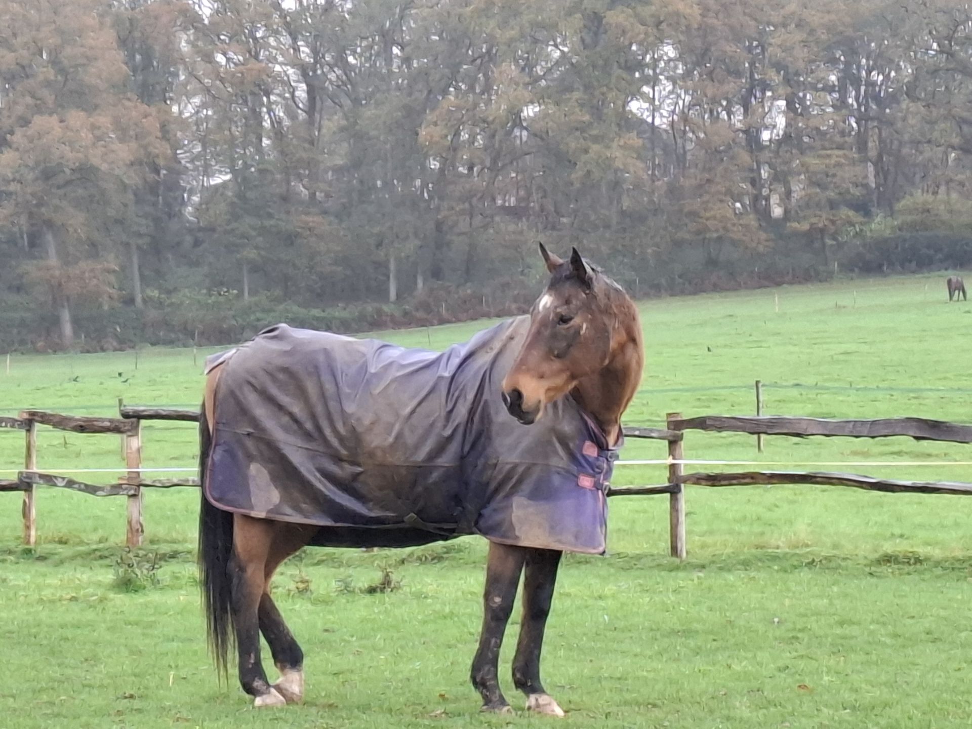 Horse in winter coat