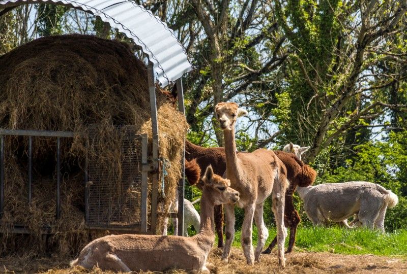 Alpacas we may see as we head towards Leason