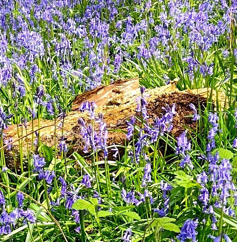 More bluebells