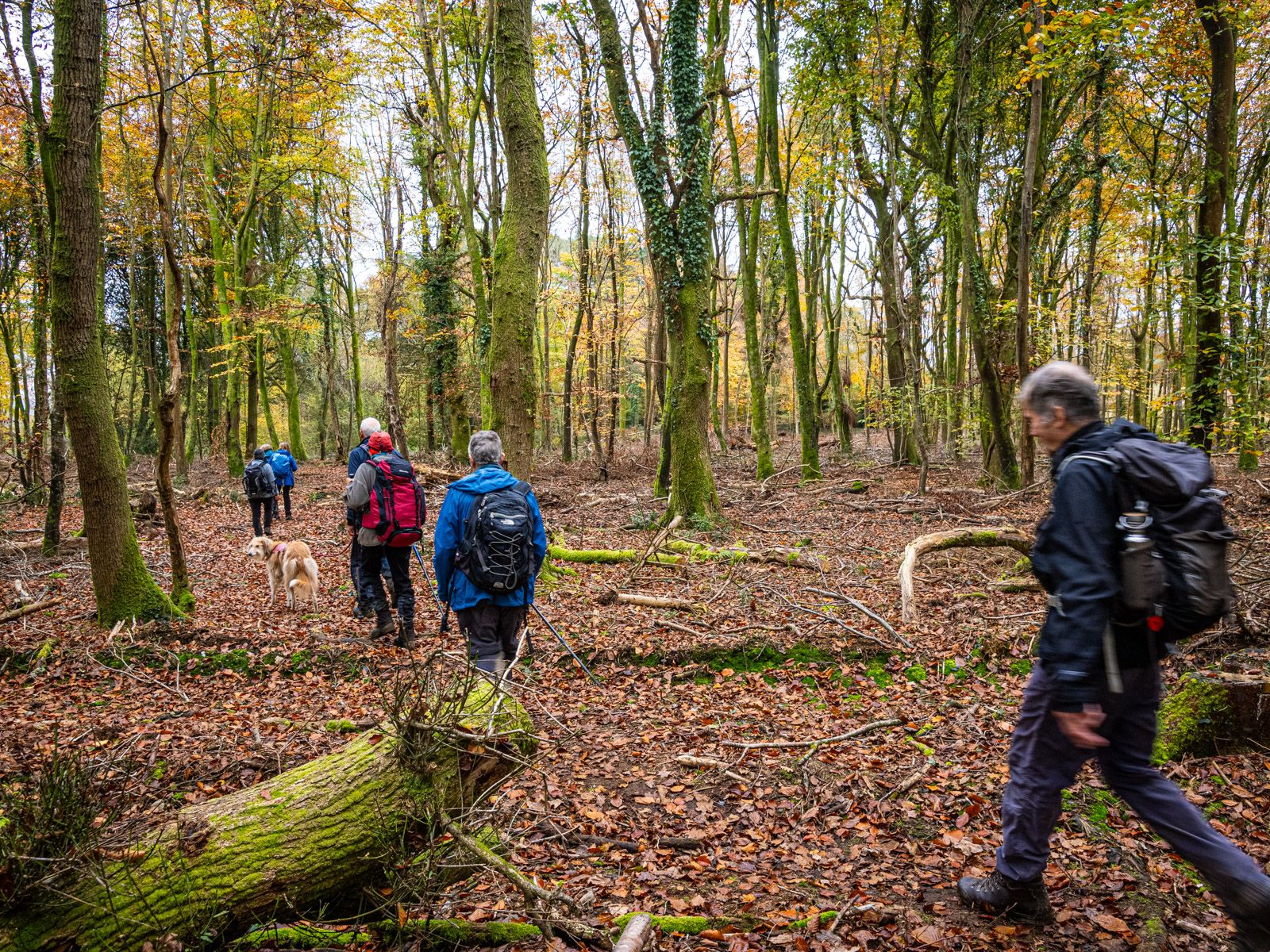 autumn leaves, ramblers walking
