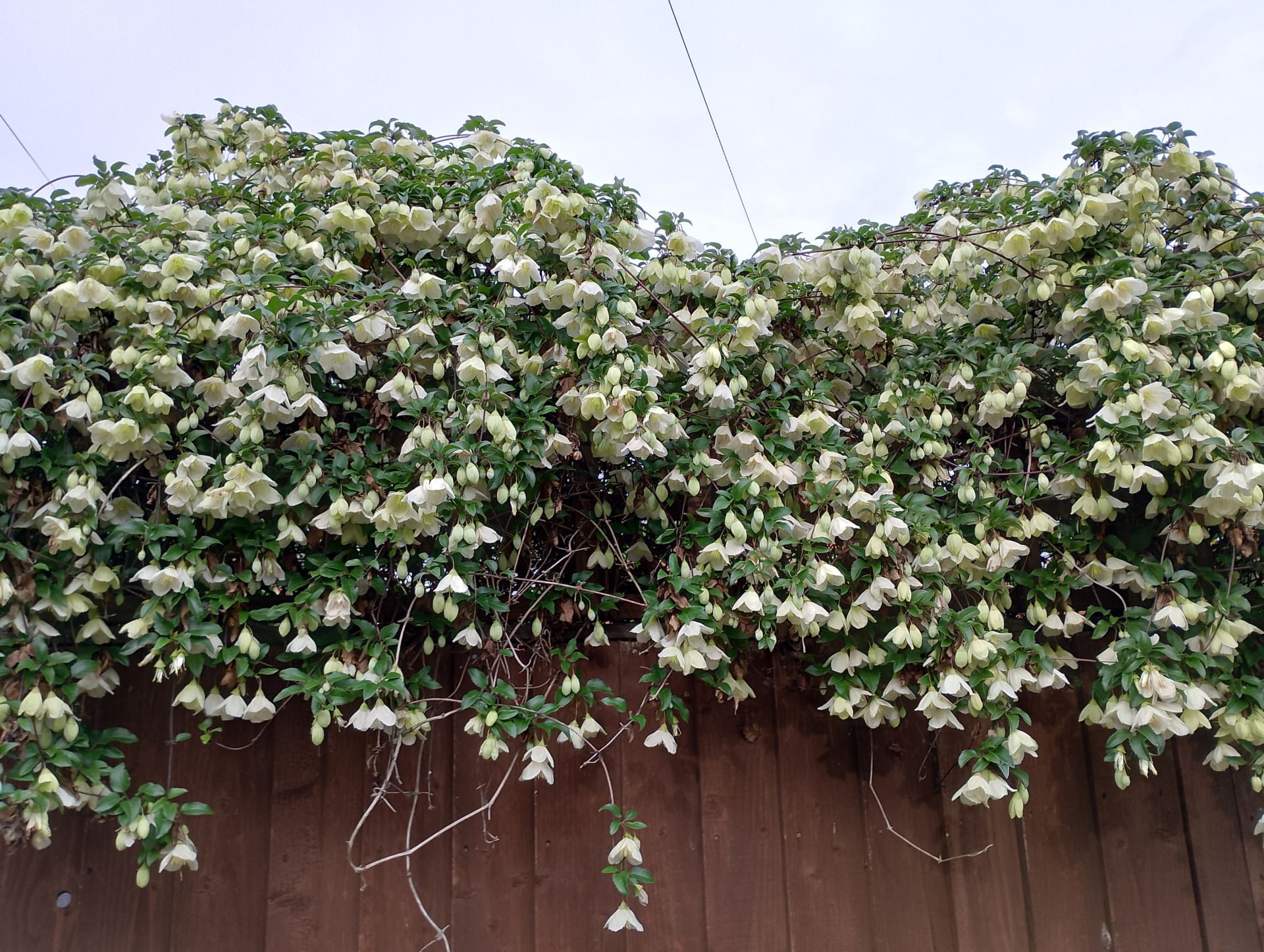 A stunning clematis over the fence