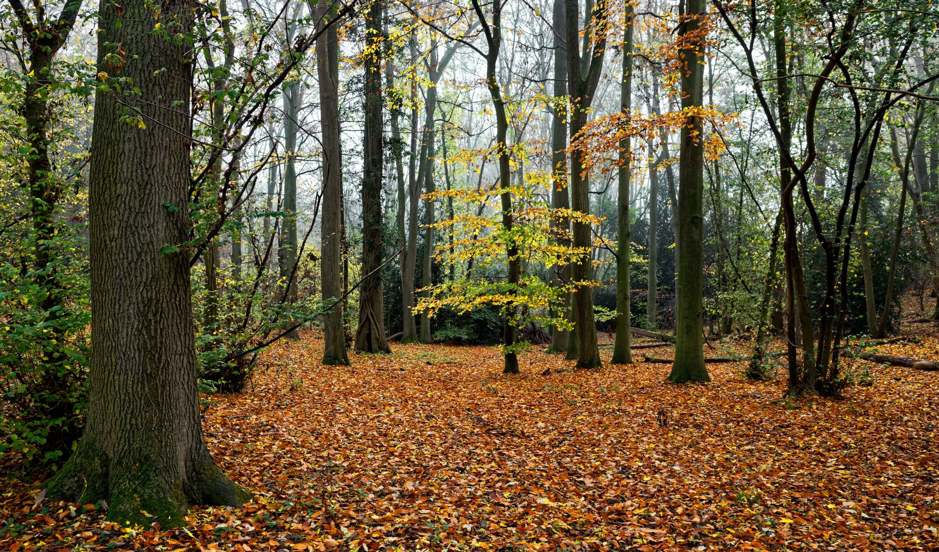 A wooded section of the walk