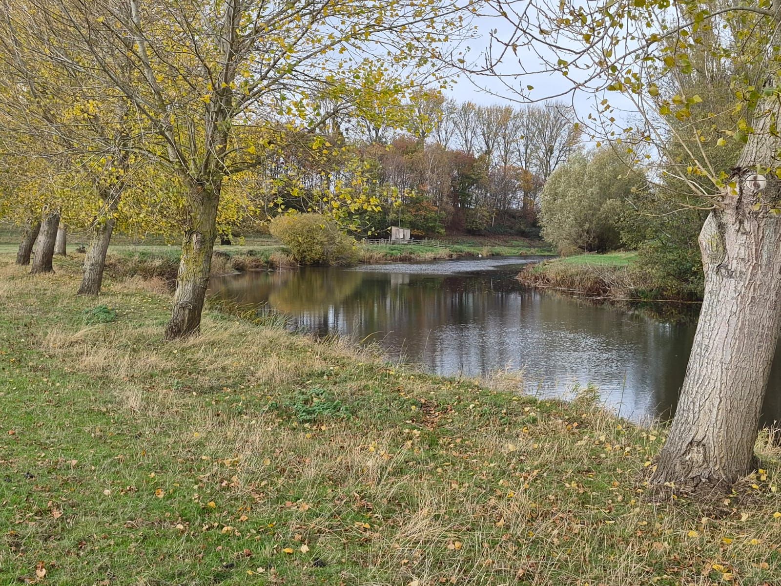 River Avon through trees