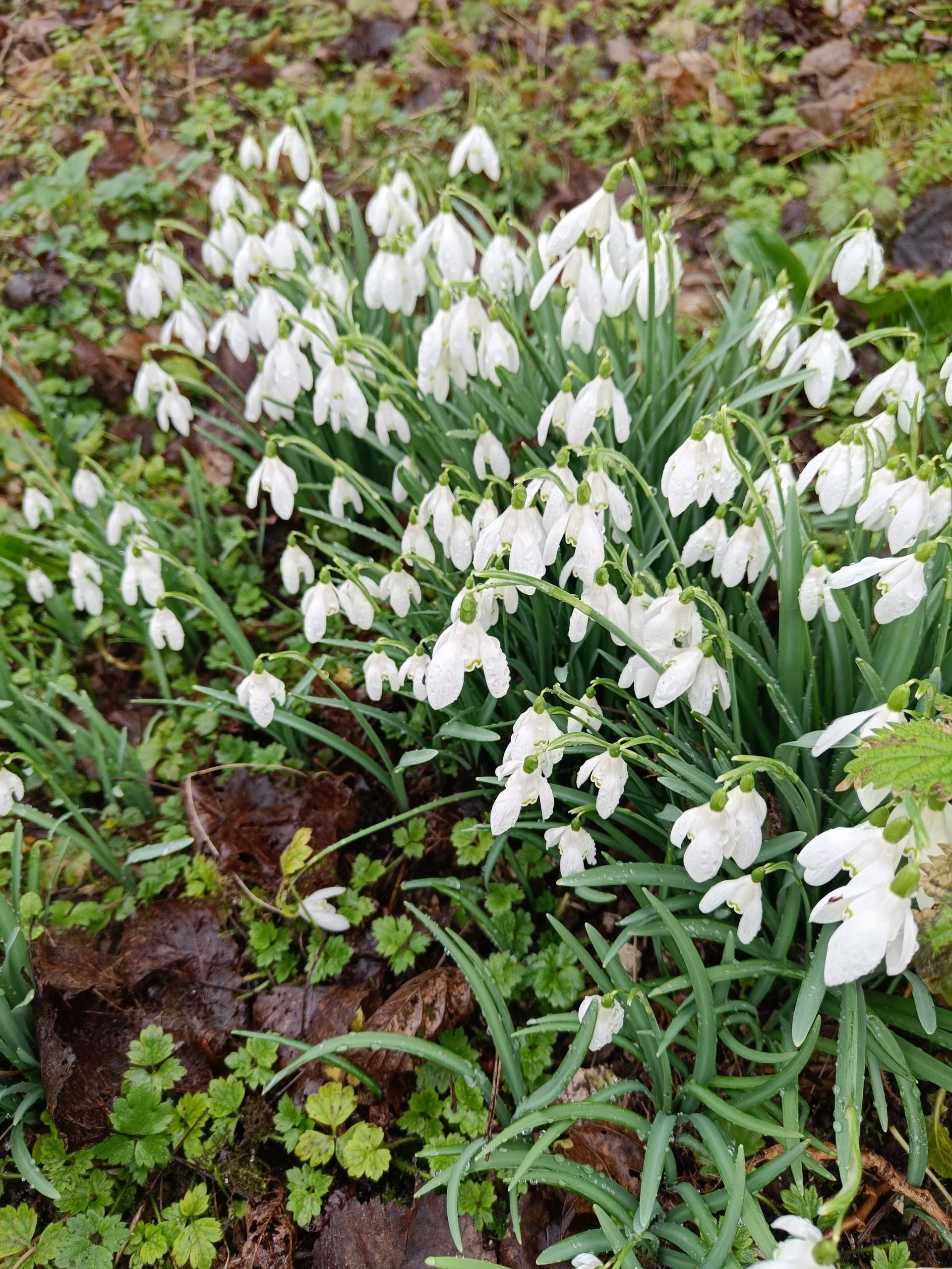 Snowdrops