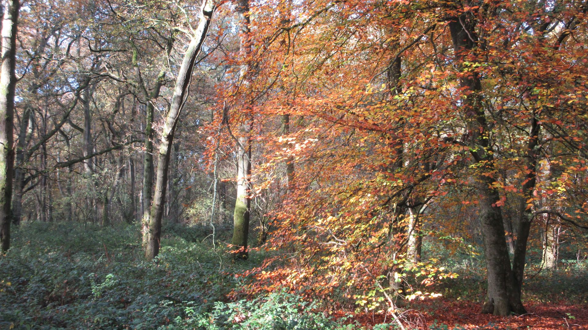 Woodland colour