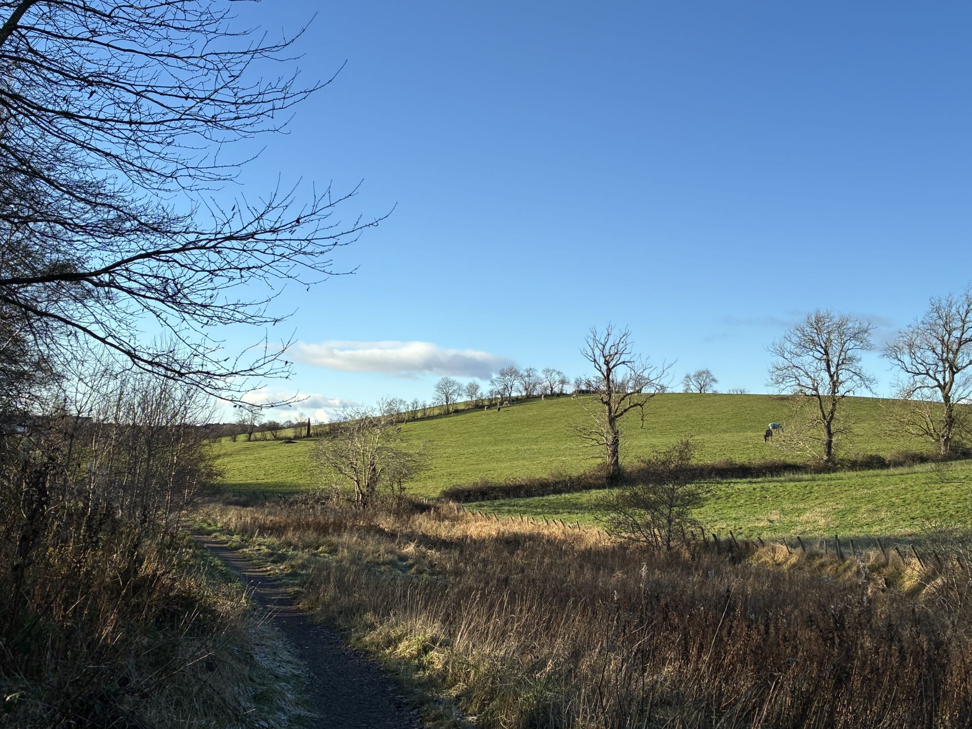 Blue skies over open parkland