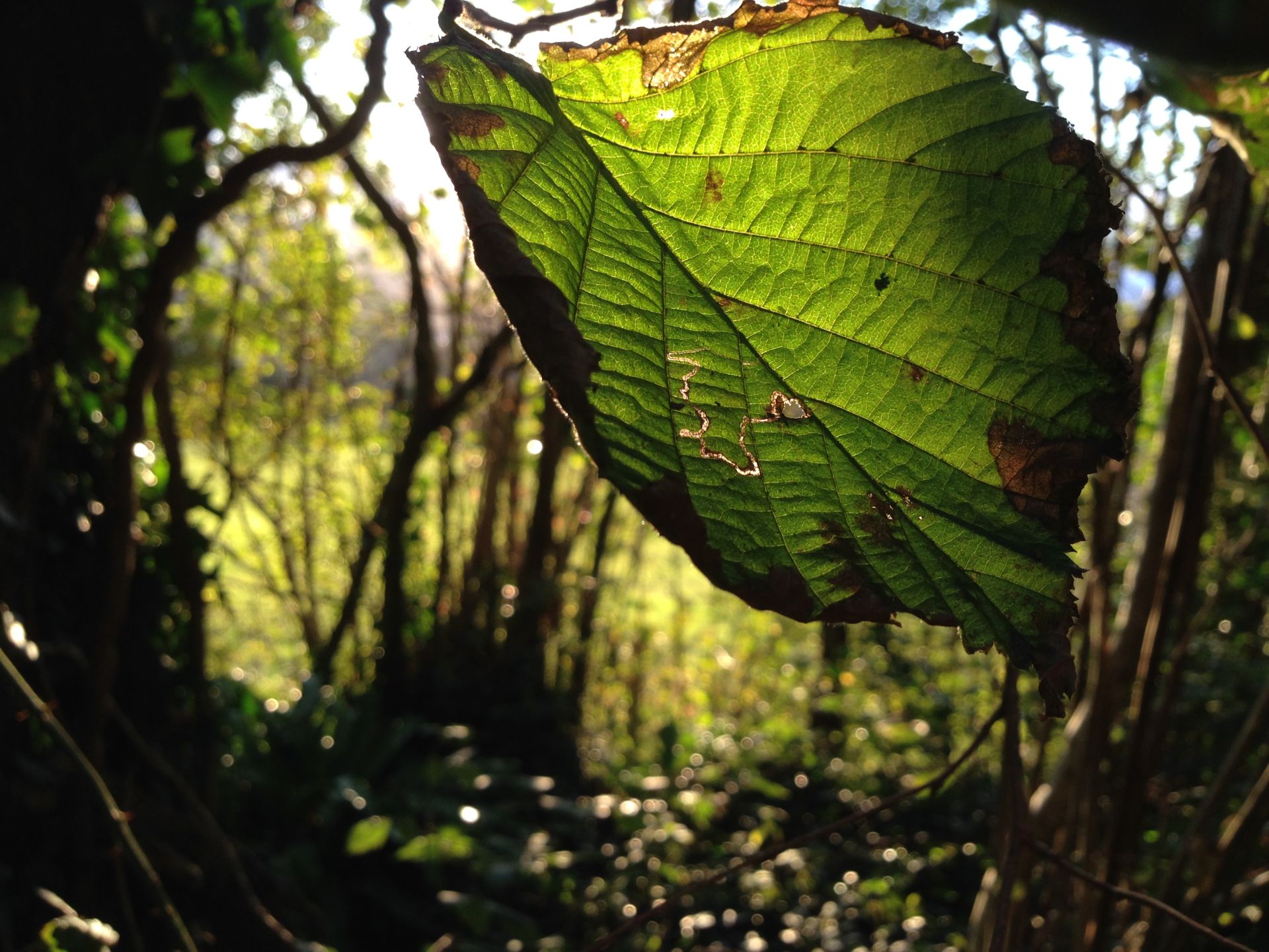 Close-up photo of autumn leaves on a tree
