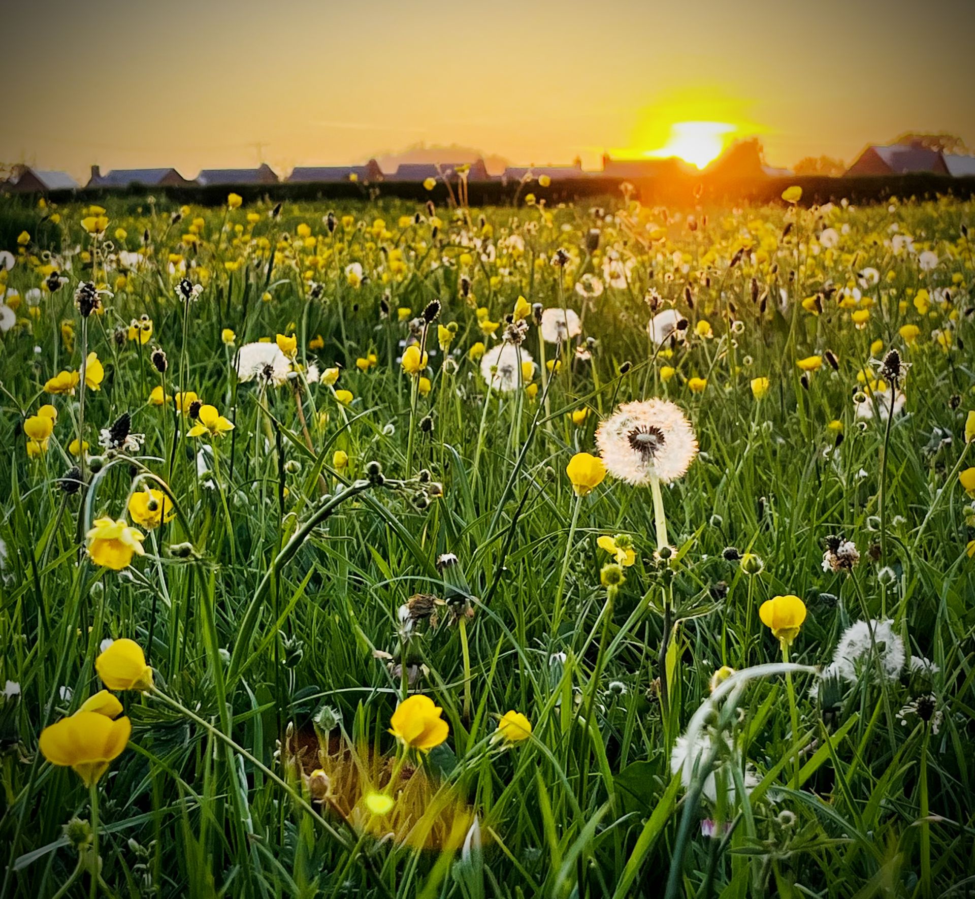 Sunset over field of wild flowers