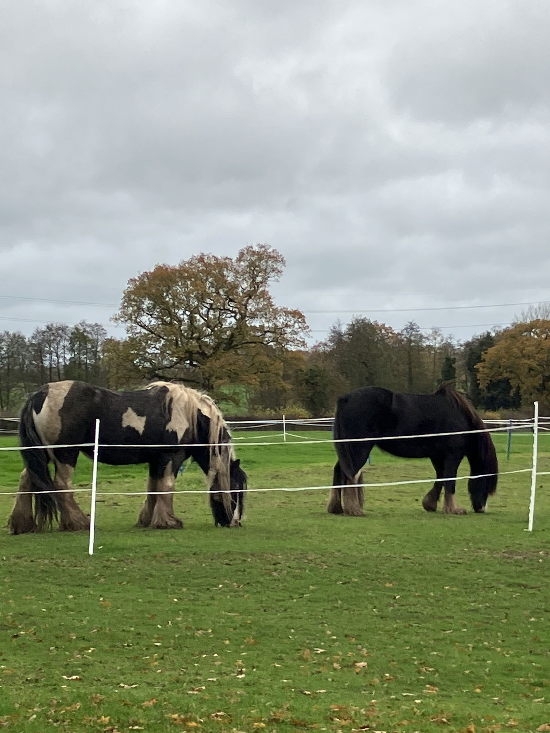 Horses in field