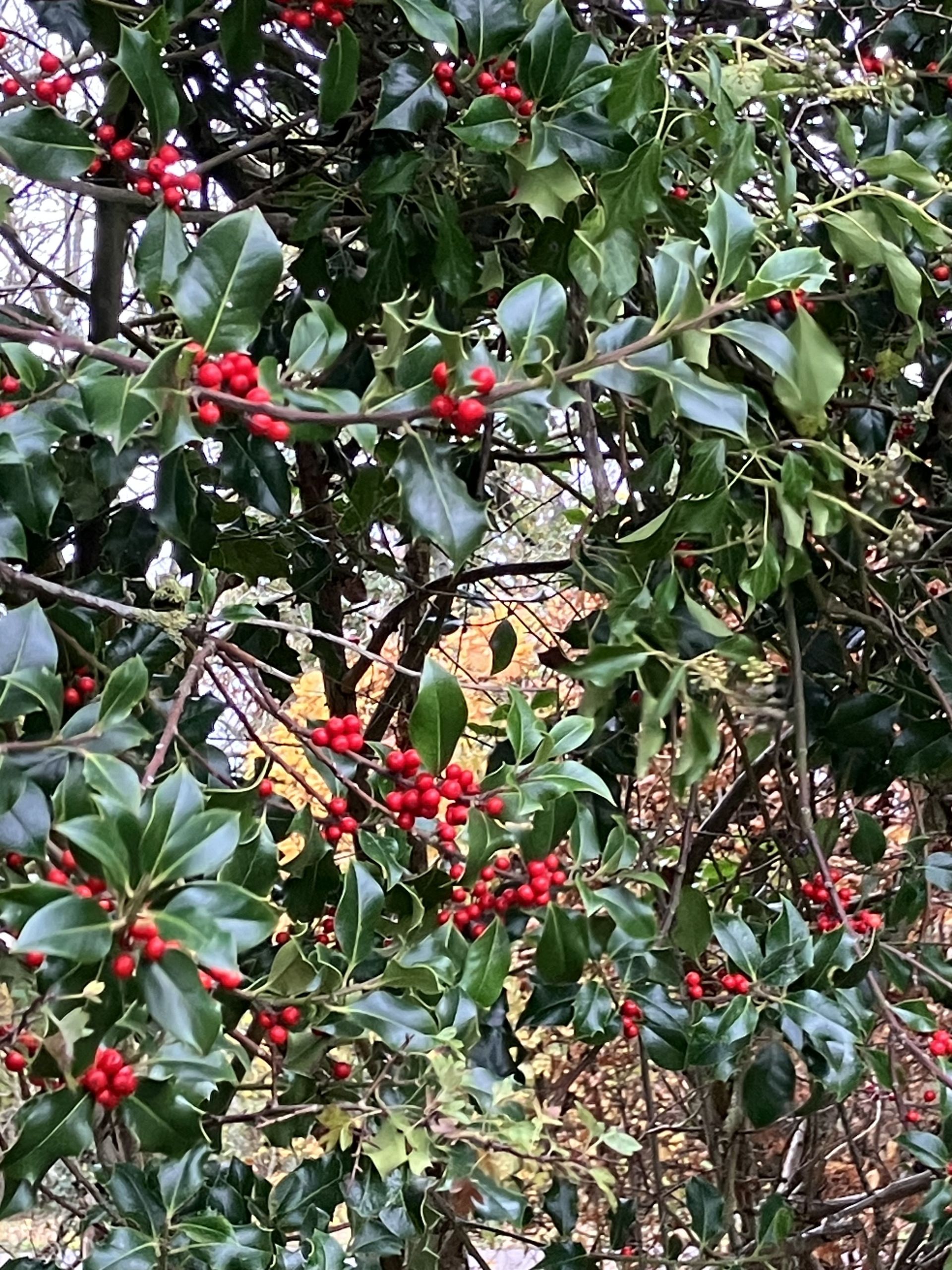 Holly berries
