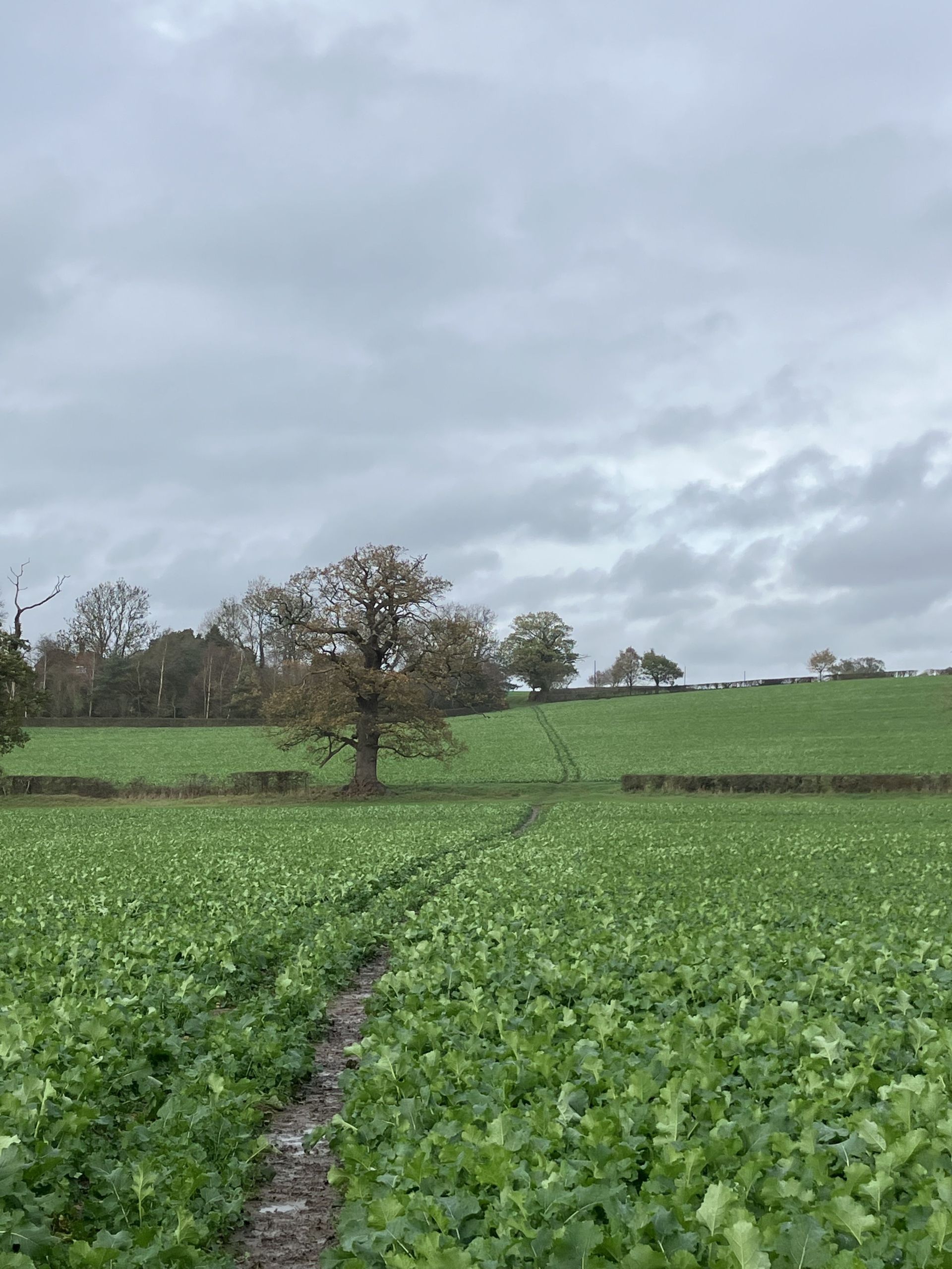 Field of brassicas