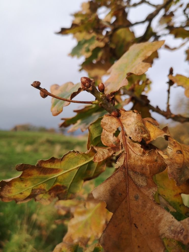 Photo of a close-up of autumn leaves