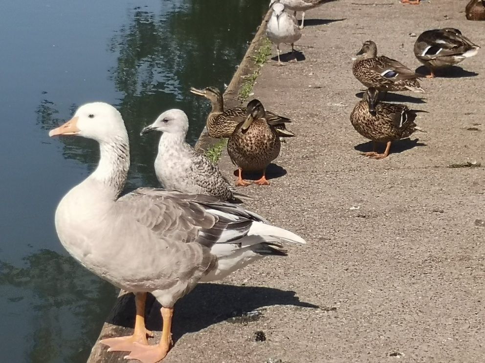 a photo of ducks and geese 