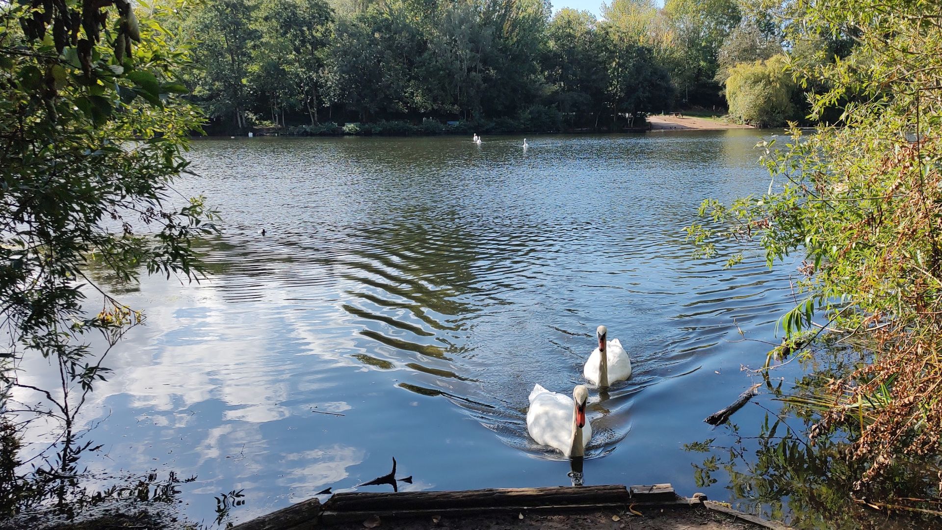 Swans approaching