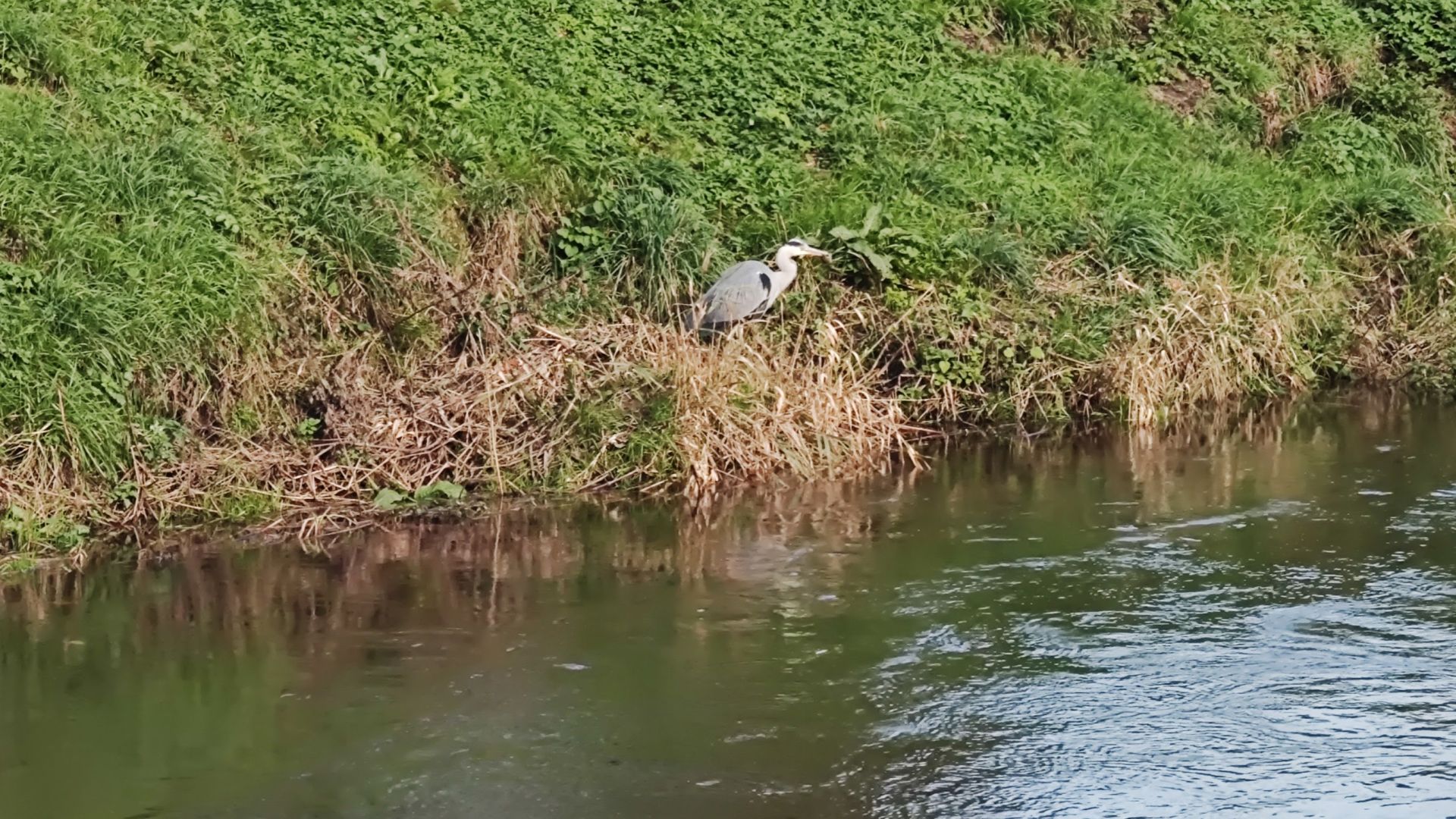 Heron with vole